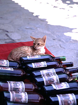 店先のワインボトルと一緒に座る猫